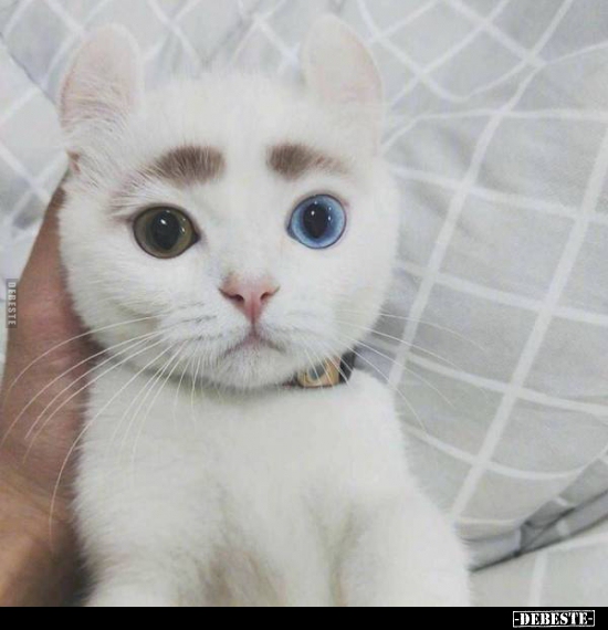  - Lustige Bilder | DEBESTE.de