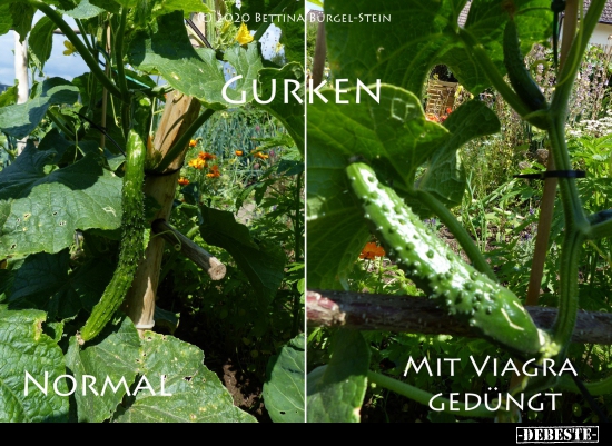 Gurken: Normal / Mit Viagra gedüngt.. - Lustige Bilder | DEBESTE.de