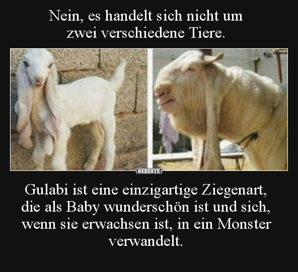 Nein, es handelt sich nicht um zwei verschiedene Tiere... - Lustige Bilder | DEBESTE.de