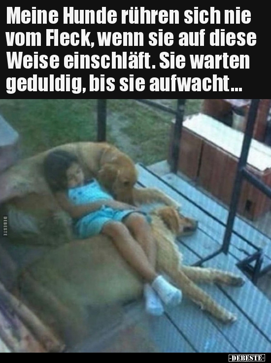 Meine Hunde rühren sich nie vom Fleck, wenn sie auf diese.. - Lustige Bilder | DEBESTE.de