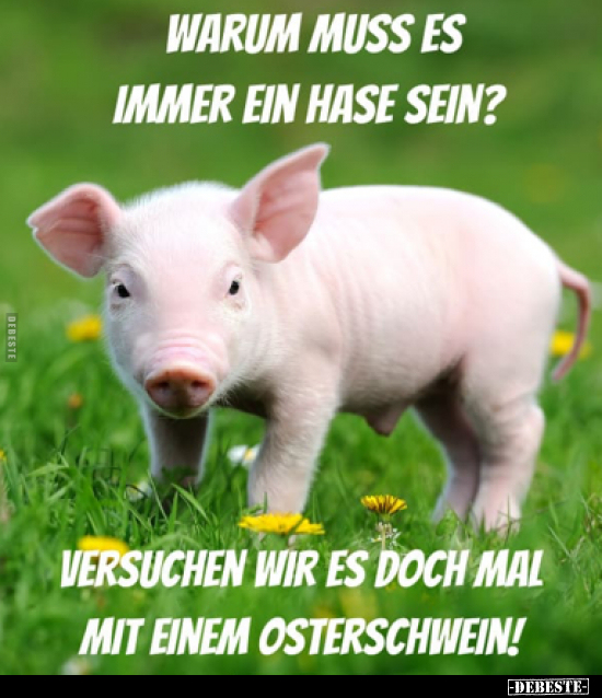 Warum muss es immer ein Hase sein?.. - Lustige Bilder | DEBESTE.de