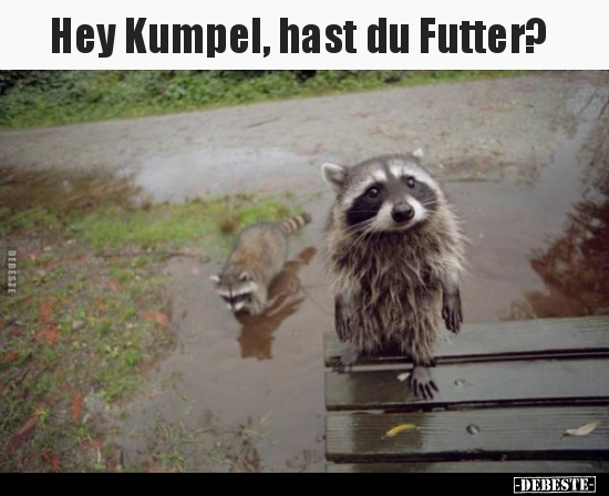 Hey Kumpel, hast du Futter?..