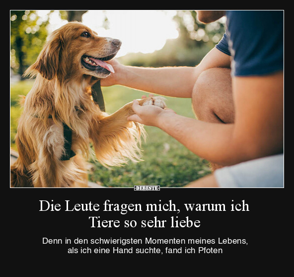 Tiere, Hunde