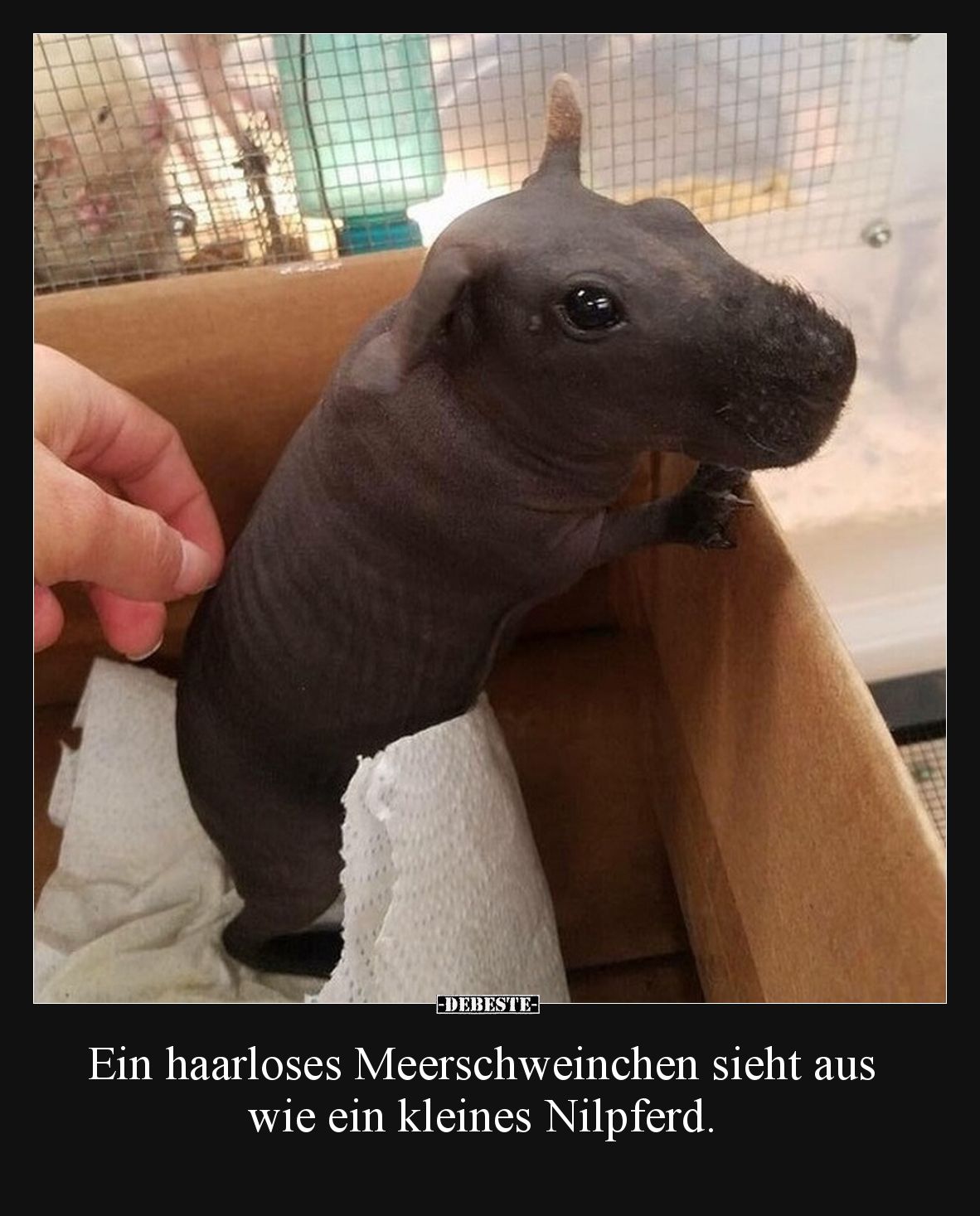 Ein haarloses Meerschweinchen sieht aus wie ein kleines Nilpferd.