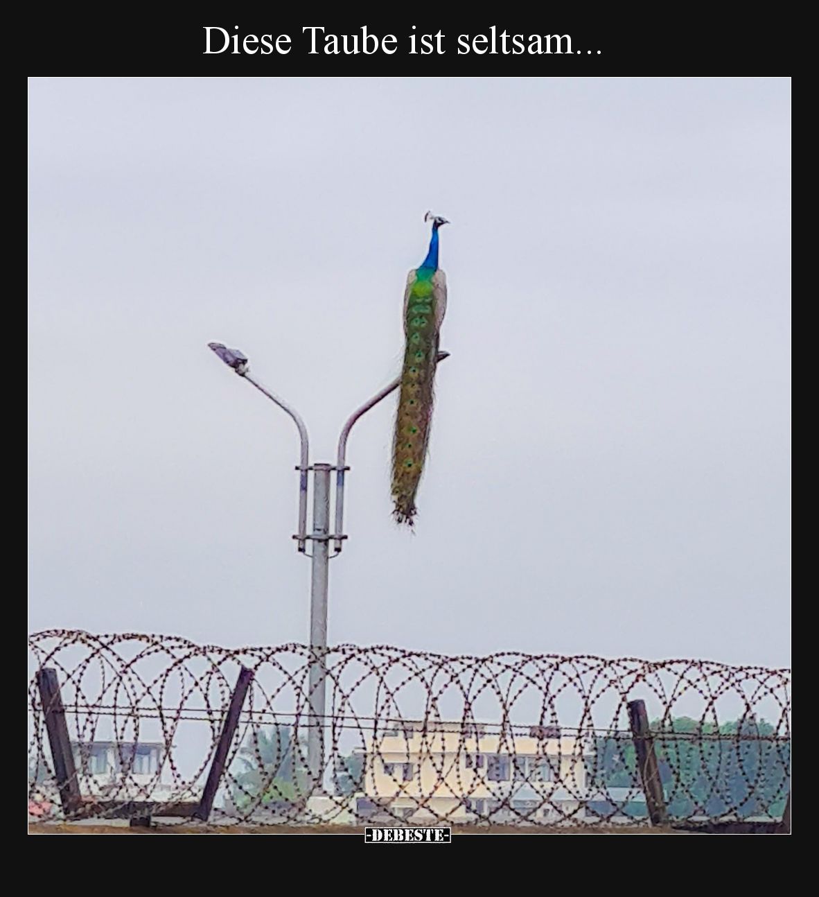 Diese Taube ist seltsam.