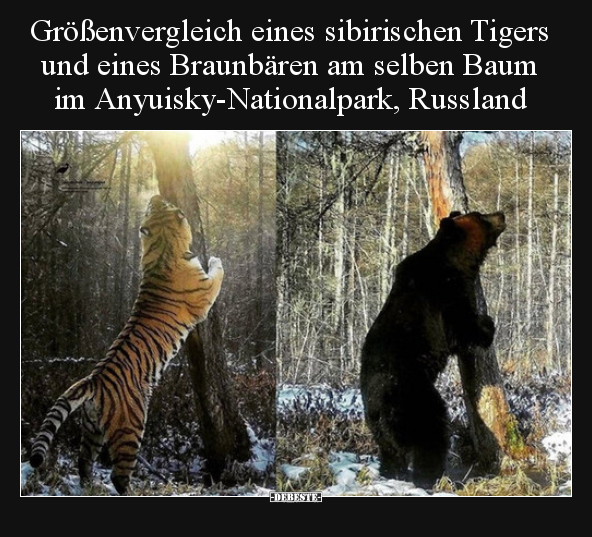 Größenvergleich eines sibirischen Tigers und eines.. - Lustige Bilder | DEBESTE.de