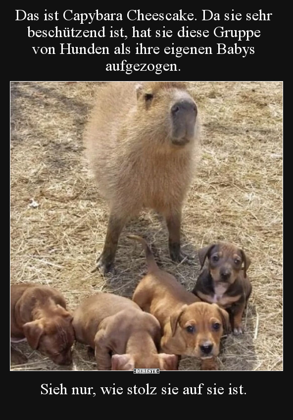 Das ist Capybara Cheescake. Da sie sehr beschützend ist.. - Lustige Bilder | DEBESTE.de