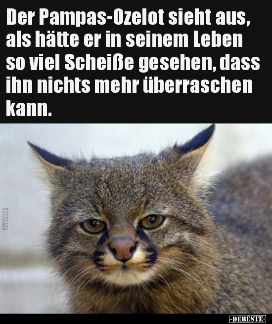 Der Pampas-Ozelot sieht aus, als hätte er in seinem Leben..