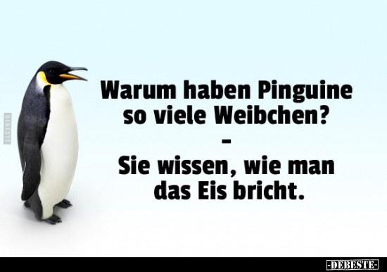 Warum haben Pinguine so viele Weibchen?.. - Lustige Bilder | DEBESTE.de