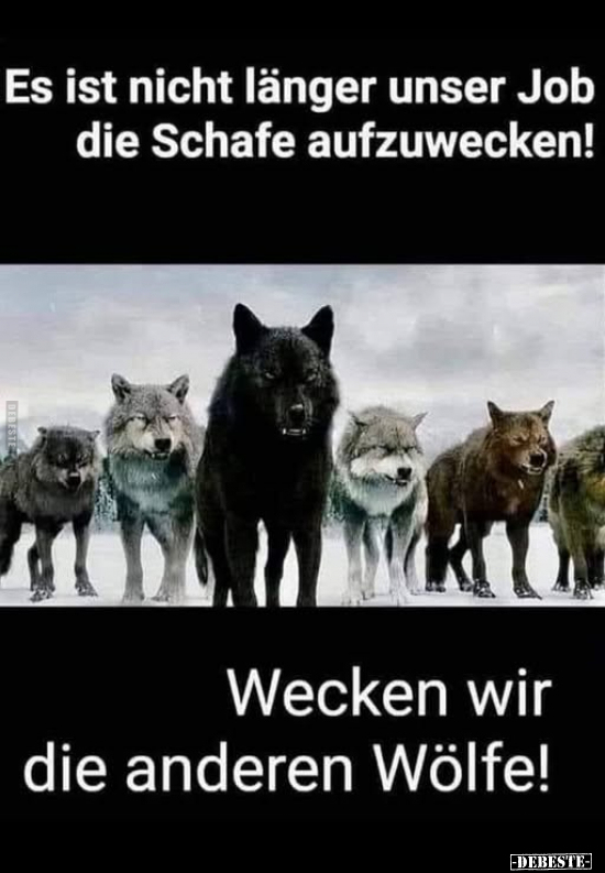 Schafe, Wölfe