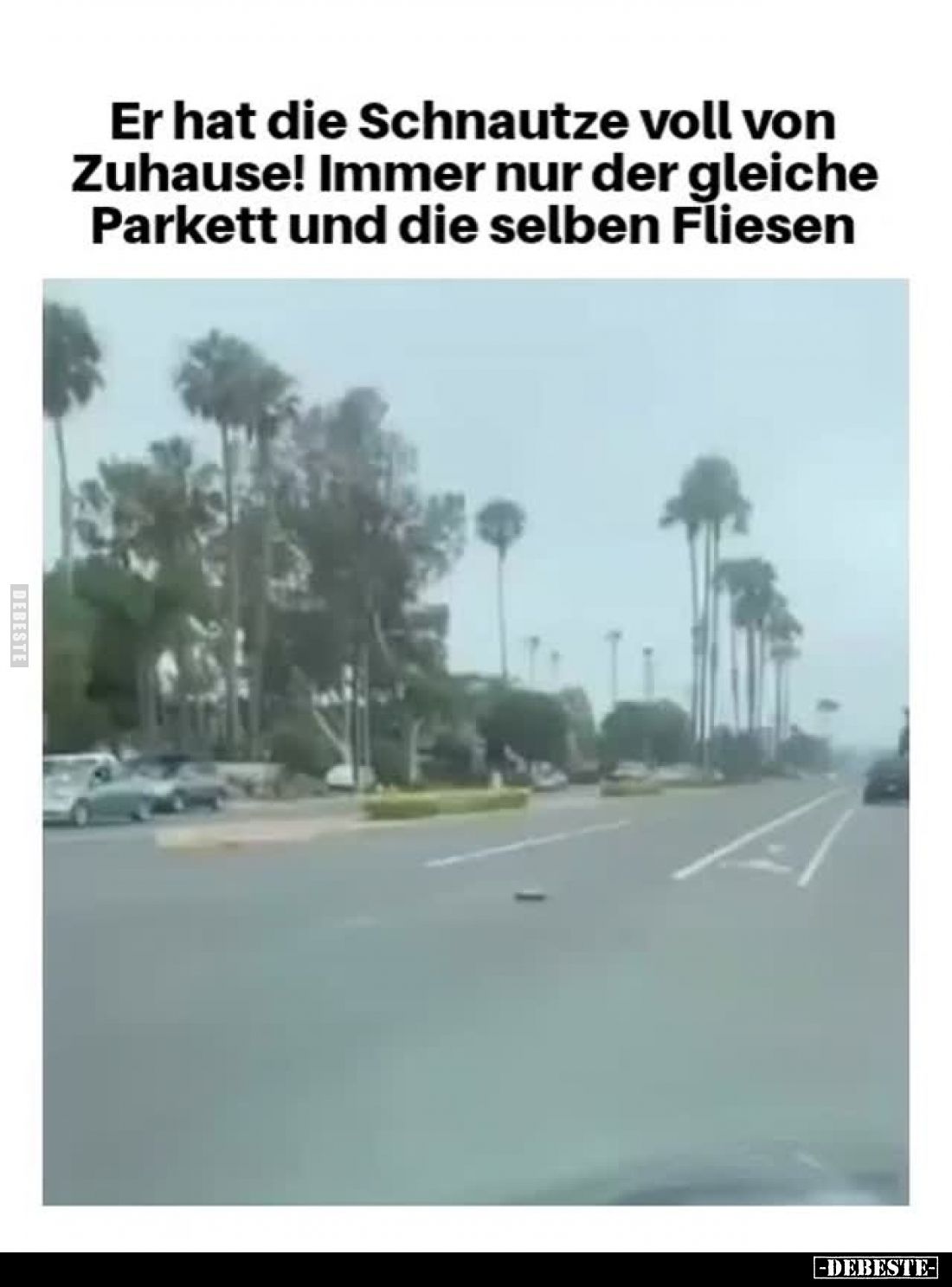 Er hat die Schnautze voll von Zuhause! Immer nur der gleiche Parkett und die selben Fliesen.