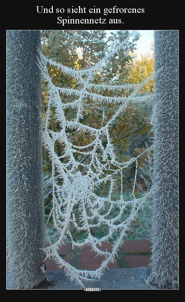 Und so sieht ein gefrorenes Spinnennetz aus... - Lustige Bilder | DEBESTE.de