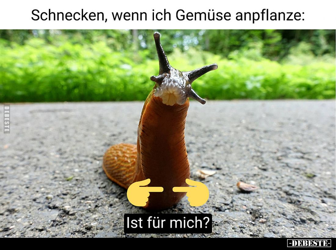Schnecken, wenn ich Gemüse anpflanze: