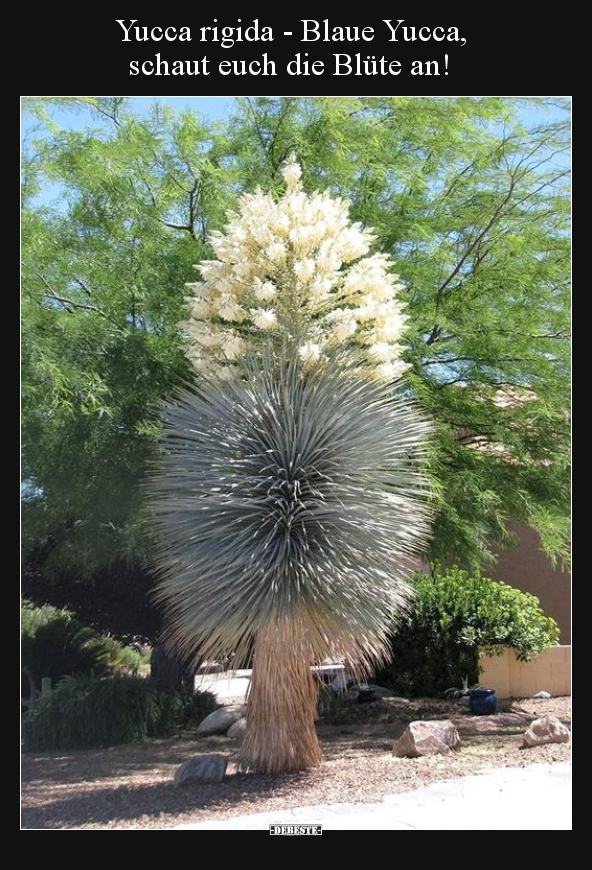 Yucca rigida - Blaue Yucca, schaut euch die Blüte an!.. - Lustige Bilder | DEBESTE.de