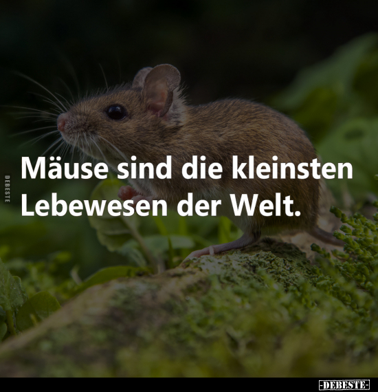 Mäuse sind die kleinsten Lebewesen der Welt.