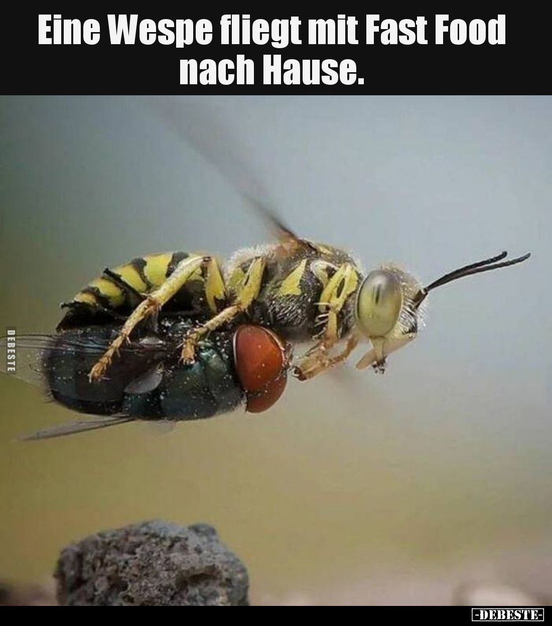 Eine Wespe fliegt mit Fast Food nach Hause.
