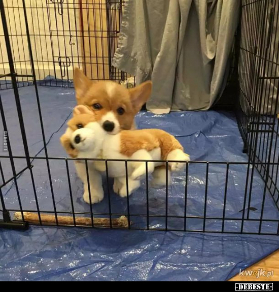  - Lustige Bilder | DEBESTE.de