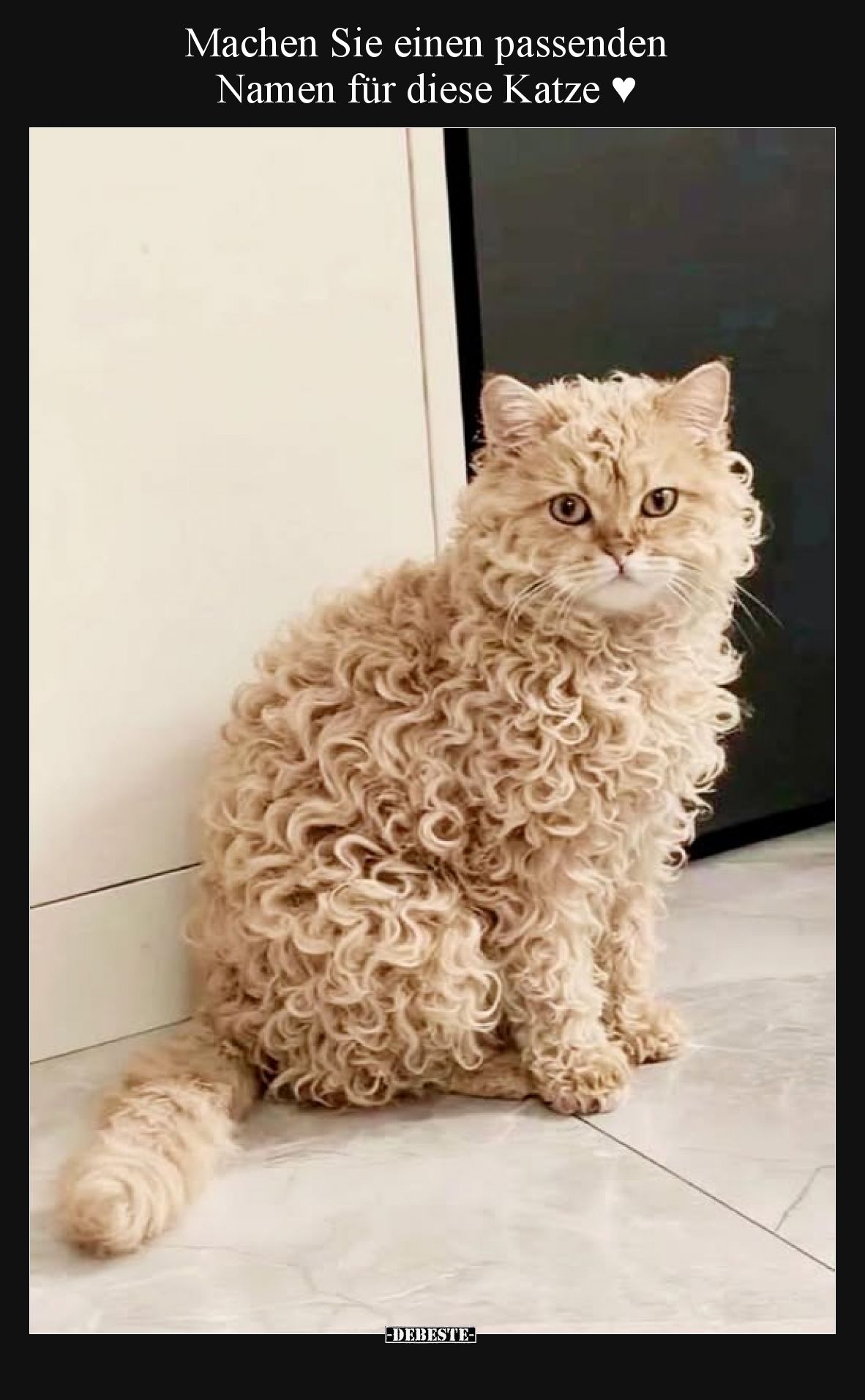 Machen Sie einen passenden Namen für diese Katze ♥