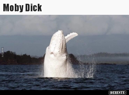 Moby Dick.. - Lustige Bilder | DEBESTE.de