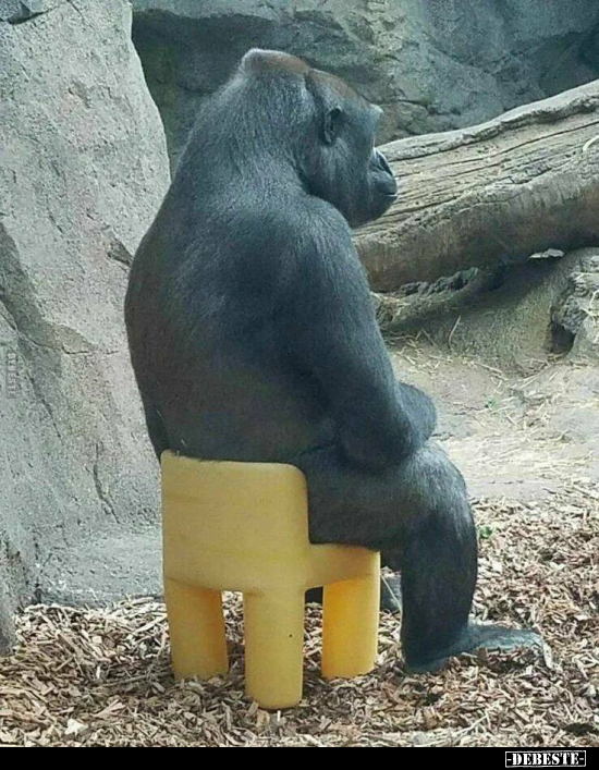  - Lustige Bilder | DEBESTE.de