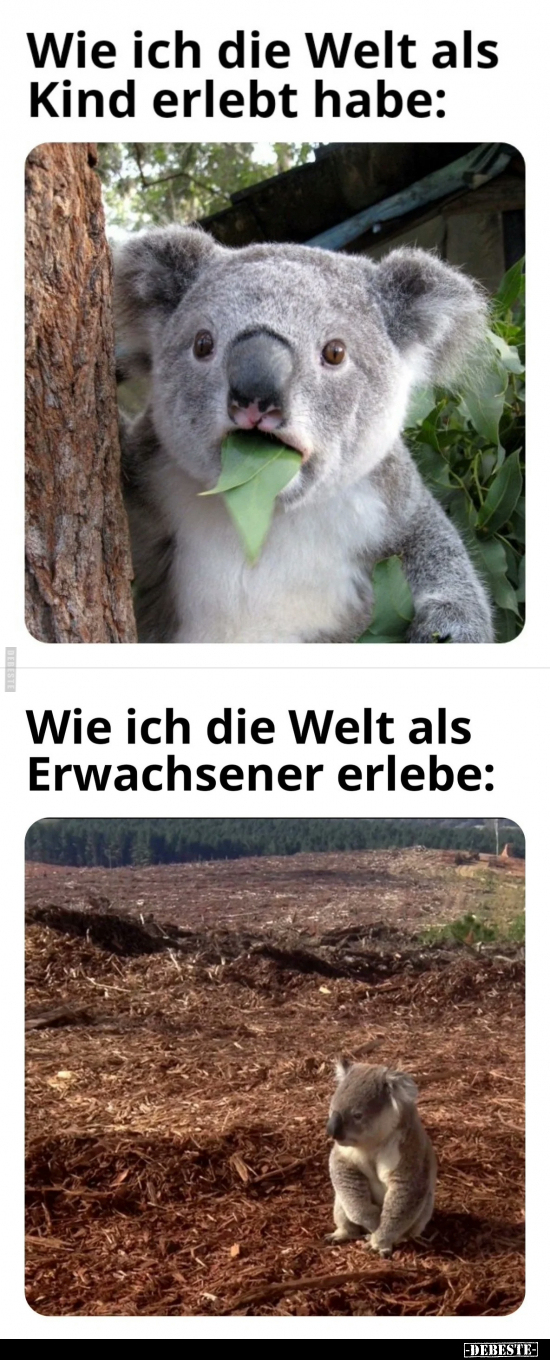 Wie ich die Welt als King erlebt habe: Wie ich die Welt als Erwachsener erlebe: