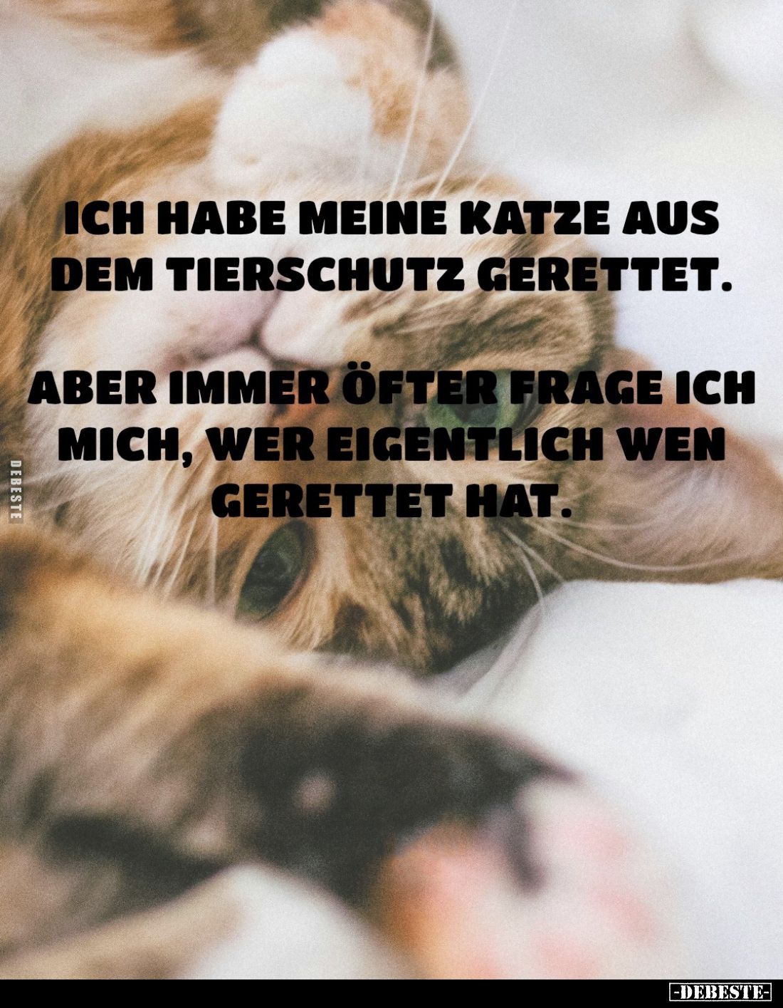 Ich habe meine Katze aus dem Tierschutz gerettet.
Aber immer öfter frage ich mich, wer eigentlich wen gerettet hat.