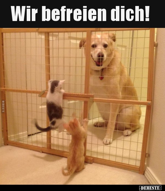 Wir befreien dich!..
