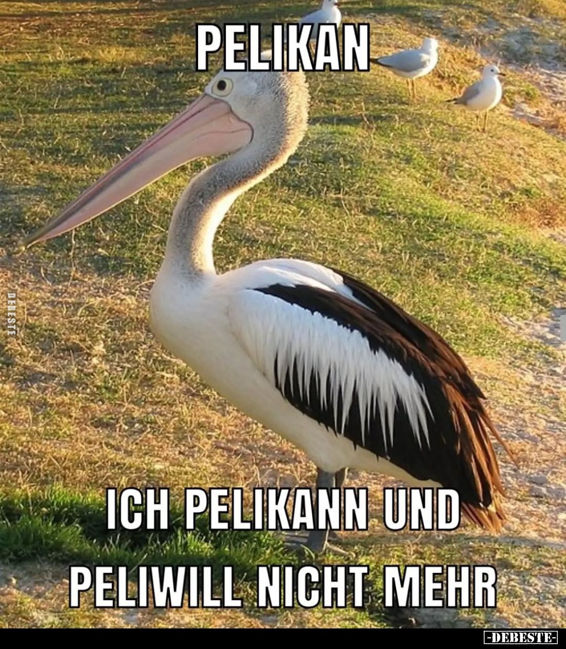 Pelikan.
Ich pelikann und peliwill nicht mehr.