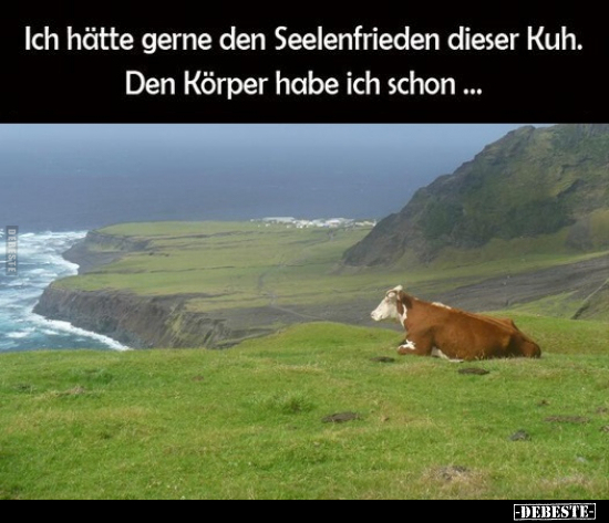 Ich hätte gerne den Seelenfrieden dieser Kuh.. - Lustige Bilder | DEBESTE.de