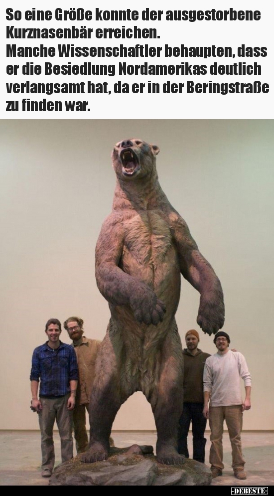 So eine Größe konnte der ausgestorbene Kurznasenbär..