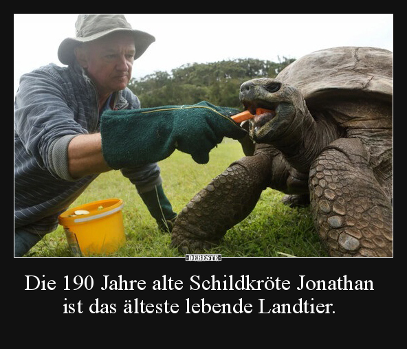 Die 190 Jahre alte Schildkröte Jonathan ist das älteste.. - Lustige Bilder | DEBESTE.de