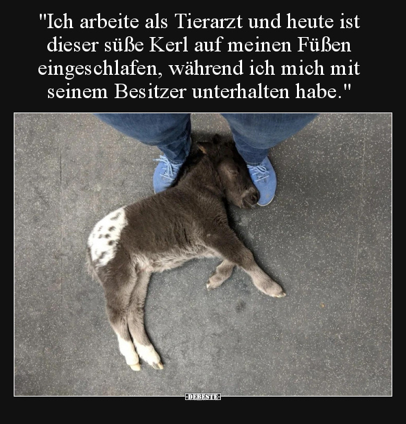 "Ich arbeite als Tierarzt und heute ist dieser süße Kerl.." - Lustige Bilder | DEBESTE.de