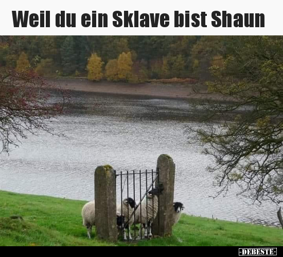 Weil du ein Sklave bist Shaun.. - Lustige Bilder | DEBESTE.de