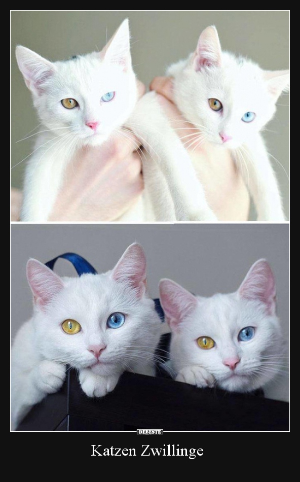 Katzen Zwillinge.. - Lustige Bilder | DEBESTE.de