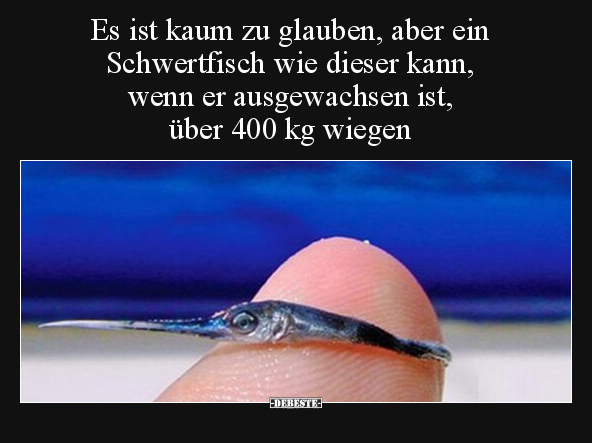 Es ist kaum zu glauben, aber ein Schwertfisch wie dieser.. - Lustige Bilder | DEBESTE.de