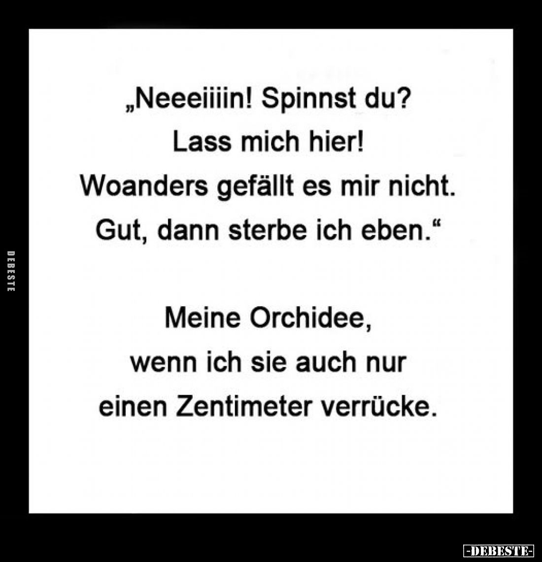"Neeeiiiin! Spinnst du? Lass mich hier! Woanders gefällt es mir nicht. Gut, dann sterbe ich eben." -
Meine Orchide...