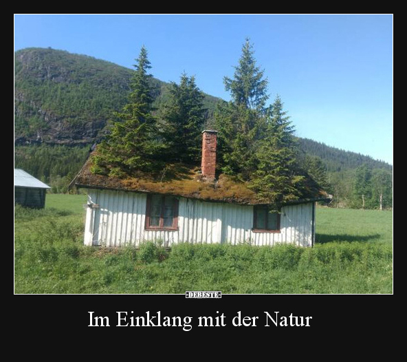 Natur, Tiere, Vogel, Ast, Anders, Die Menge, Freunde, Richtig