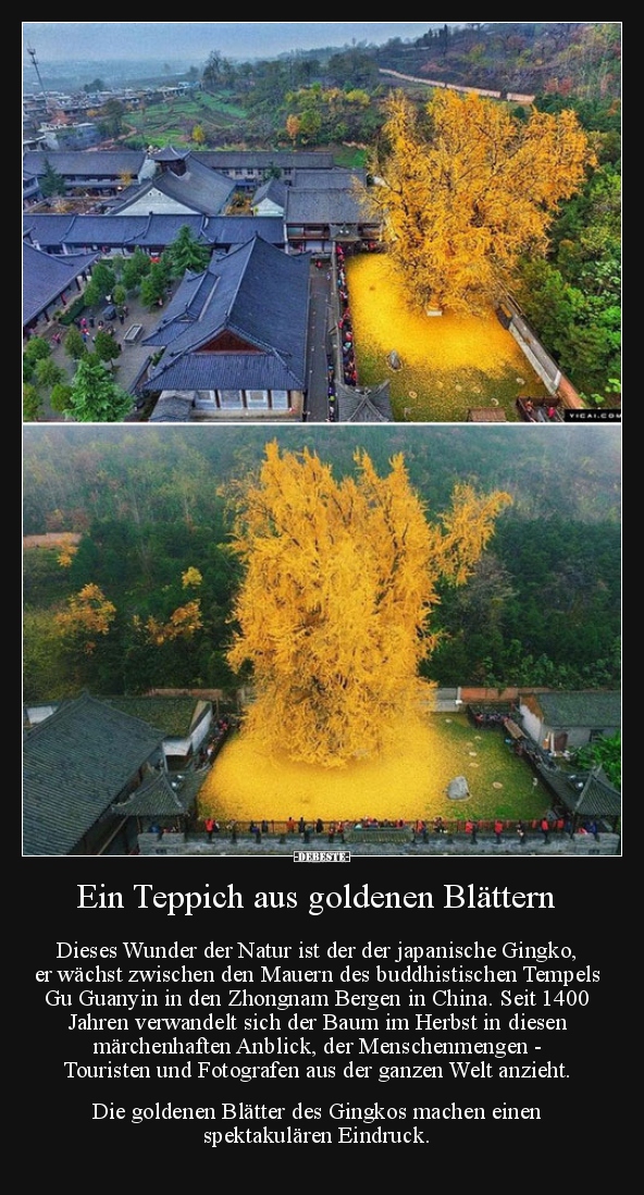 Ein Teppich aus goldenen Blättern..