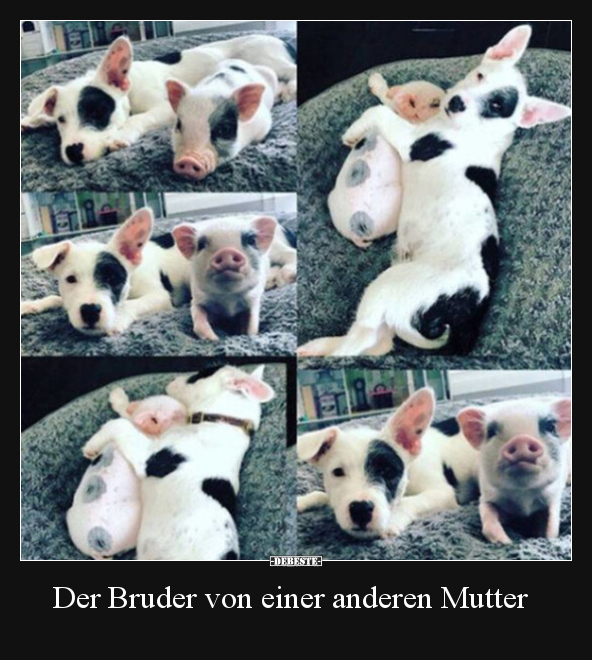 Der Bruder von einer anderen Mutter.. - Lustige Bilder | DEBESTE.de