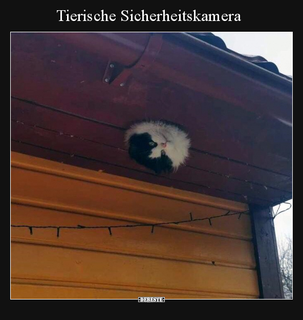 Tierische Sicherheitskamera.. - Lustige Bilder | DEBESTE.de