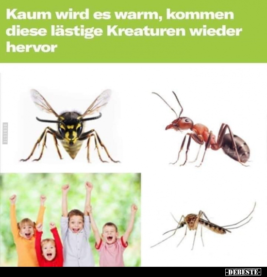 Kaum wird es warm, kommen diese lästige Kreaturen..