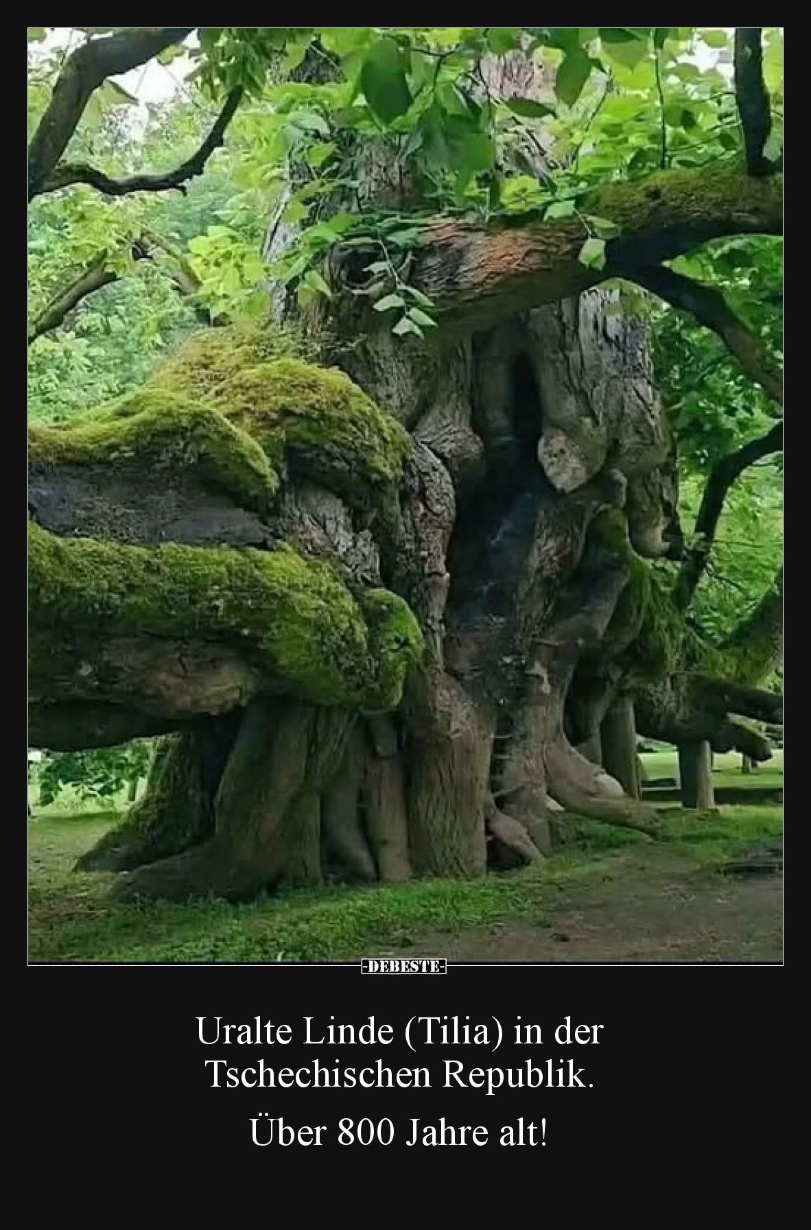 Uralte Linde (Tilia) in der Tschechischen.. - Lustige Bilder | DEBESTE.de