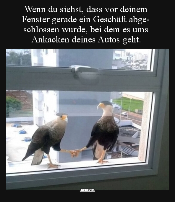 Wenn du siehst, dass vor deinem Fenster gerade ein.. - Lustige Bilder | DEBESTE.de