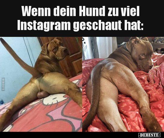 Wenn dein Hund zu viel Instagram geschaut hat.. - Lustige Bilder | DEBESTE.de