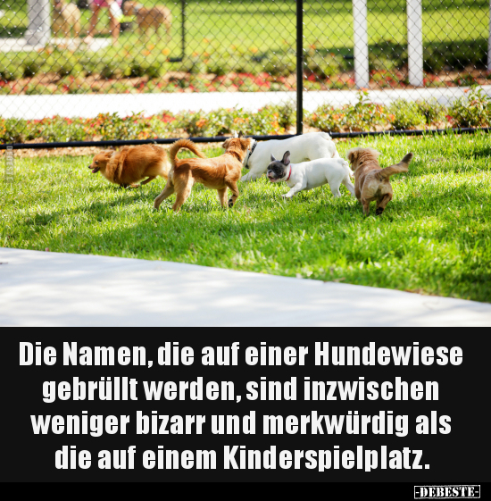 Die Namen, die auf einer Hundewiese gebrüllt werden.. - Lustige Bilder | DEBESTE.de