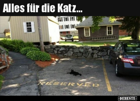 Alles für die Katz...