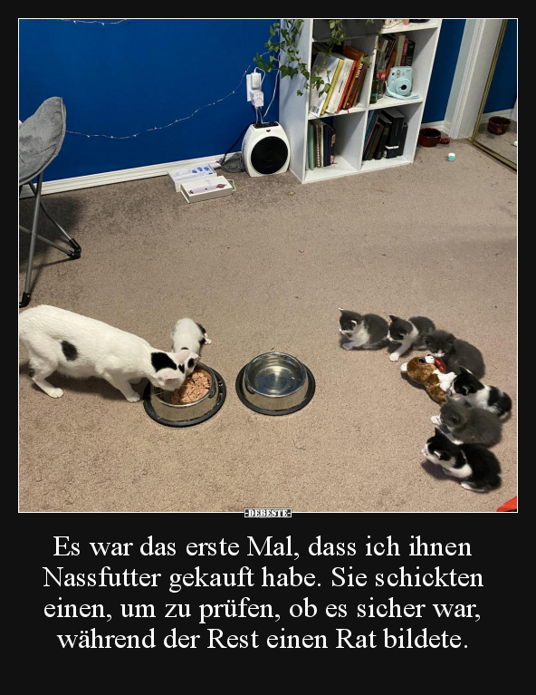 Es war das erste Mal, dass ich ihnen Nassfutter gekauft.. - Lustige Bilder | DEBESTE.de