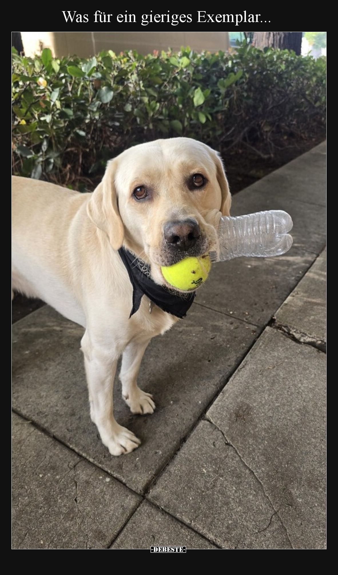 Was für ein gieriges Exemplar... - Lustige Bilder | DEBESTE.de