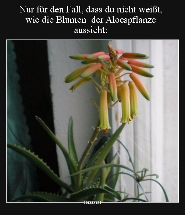 Nur für den Fall, dass du nicht weißt, wie die Blumen der.. - Lustige Bilder | DEBESTE.de