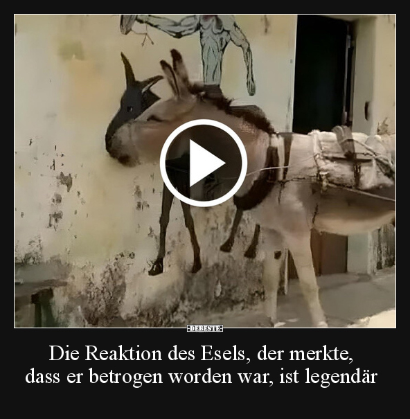 Die Reaktion des Esels, der merkte, dass er betrogen.. - Lustige Bilder | DEBESTE.de